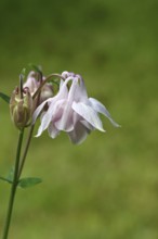 Columbine (Aquilegia vulgaris), white flower at the edge of a forest, Wilnsdorf, North