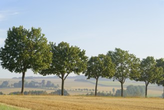 Row of trees, maple (Acer) on a stubble field in the morning mist, blue sky, North