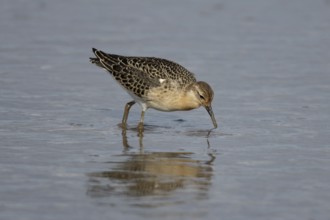 Ruff (Philomachus pugnax) adult wading bird feeding in shallow water, England, United Kingdom,