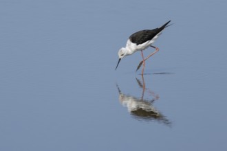 Black winged stilt (Himantopus himantopus) adult wading bird feeding in shallow water, England,