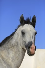 Arabian horse, thoroughbred Arabian, Djerba, Tunisia, Africa