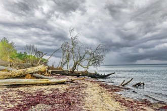 Uprooted trees on the Baltic Sea beach, dark clouds on the Baltic Sea coast near Graal-Müritz,