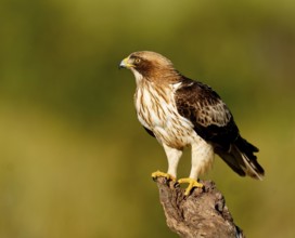 A falcon sits attentively on a branch, its eyes fixed on something in the distance