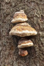 Mushrooms growing on the bark of a tree, textured close-up, Harz Mountains, Brocken, Lower Saxony