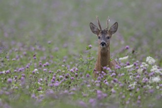 Roebuck in the clover field, Wittlich, Rhineland-Palatinate, Germany, Europe