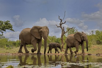 African elephant (Loxodonta africana), adult, female, mother, male, bull, young animal, mother with