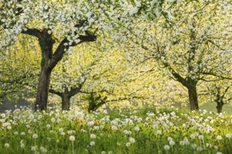 Blossoming apple trees amidst dandelions in the evening backlight, Canton Thurgau, Switzerland,