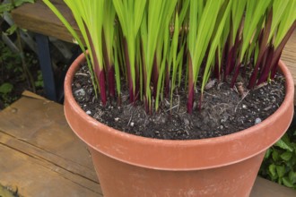 Close-up of emerging annual plants in plastic terracotta container on brown stained step of wooden