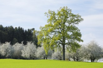 Large oak tree in front of blossoming apple trees, Canton Thurgau, Switzerland, Europe