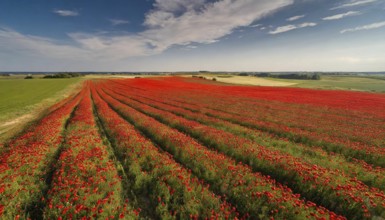 Agriculture, dense, intensely red blooming poppy field up to the horizon, aerial view, from above,