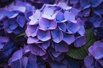 Close up of purple Hydrangea flowers. KI generiert, generiert AI generated