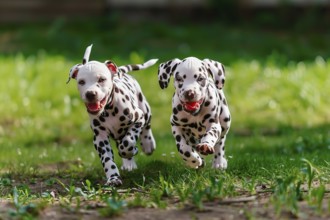 Two cute young dalmatian dogs running and playing, AI generated