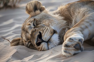 Female lion sleeping on desert sand ground. Generative AI, AI generated