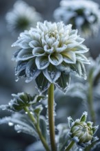 Detailed close-up of frost patterns on a dahlia flower, AI generated