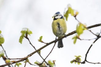 A blue tit (Parus caeruleus) with a caterpillar in its beak standing on a branch with fresh green