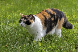 Cat, European shorthair, felidae (Felis catus), tricoloured, running in the grass,