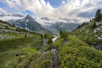 Mountain landscape with hiking trail between alpine roses, behind mountain peak Steinmandl and