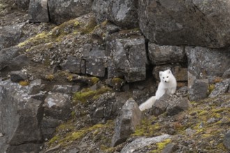 Arctic fox (Vulpes lagopus) in winter coat between rocks, Straumsland, Spitsbergen, Svalbard,