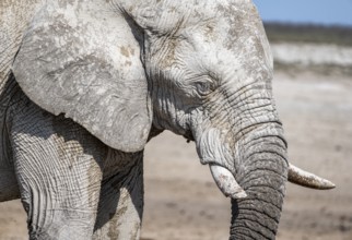 African elephant (Loxodonta africana), male, animal portrait, Nebrowni waterhole, Etosha National