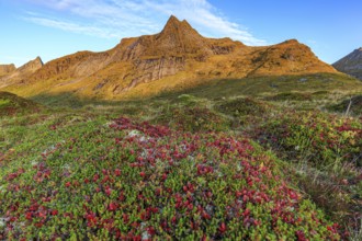 Autumn coloured tundra in front of steep mountains, morning light, autumn, Moskenesoya, Lofoten,