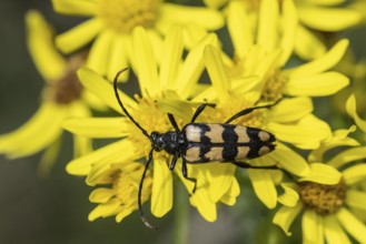 Leptura annularis (Leptura annularis) on ragwort (Jacobaea vulgaris), Emsland, Lower Saxony,