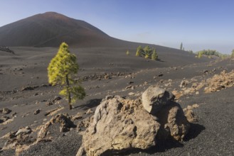 Chinyero volcano, Arena Negras zone, Teide National Park, Tenerife, Canary Islands, Spain, Europe