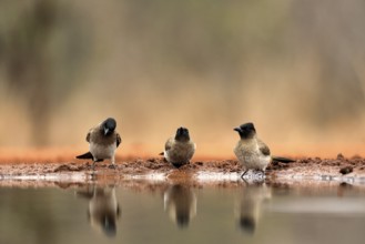 Grey bulbul (Pycnonotus barbatus), adult, group, three birds, at the water, Kruger National Park,