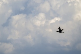 Great cormorant (Phalacrocorax carbo) in flight in front of clouds, Wadden Sea, North Friesland,