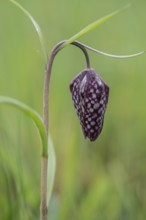 Snake's head fritillary (Fritillaria meleagris), Emsland, Lower Saxony, Germany, Europe