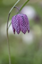 Snake's head fritillary (Fritillaria meleagris), Emsland, Lower Saxony, Germany, Europe