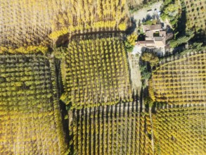 Farmhouse and European Aspen (Populus tremula) in autumnal colours. Cultivated for timber. Aerial