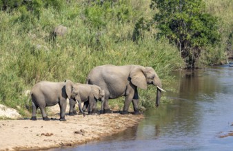 African elephant (Loxodonta africana), mother and young at the river, Kruger National Park, South