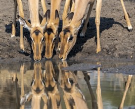 Three impalas (Aepyceros melampus) drinking at a natural waterhole, females, heads close together,