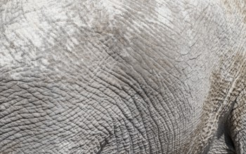 African elephant (Loxodonta africana), detail, wrinkled skin, Etosha National Park, Namibia, Africa