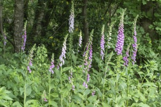 Foxglove (Digitalis purpurea), Emsland, Lower Saxony, Germany, Europe