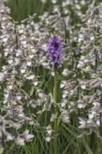 Marsh helleborine (Epipactis palustris) and Southern marsh orchid (Dactylorhiza praetermissa) mass