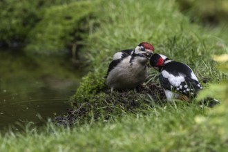 Great spotted woodpecker (Dendrocopos major) feeding young, Emsland, Lower Saxony, Germany, Europe