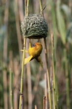 Eastern golden weaver (Ploceus subaureus), adult, male, at the nest, mating, Saint Lucia Estuary,