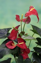 Flamingo flower (Anthurium), flowering, houseplant, Ellerstadt, Germany, Europe