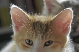 Two-month-old domestic cat (Felis silvestris f. catus), kitten