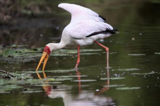 Glutton (Mycteria ibis), adult, in the water, foraging, Kruger National Park, Kruger National Park,