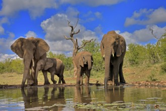 African elephant (Loxodonta africana), adult, juvenile, group with juveniles, at the water,