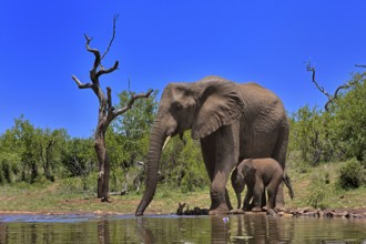 African elephant (Loxodonta africana), adult, female, mother, young animal, mother with young