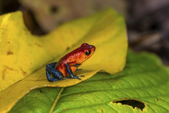 Strawberry poison-dart frog (Oophaga pumilio) sitting on a yellow leaf, Heredia province, Costa