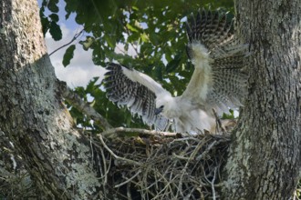 4 month old Harpy Eagle chick, Harpia harpyja, doing flight exercise in the nest, Alta Floresta,