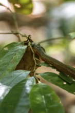 American whipsnake (Mastigodryas melanolomus), slithering on a branch, in the rainforest, Corcovado