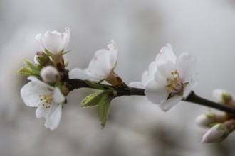 Japanese almond cherry (Prunus tomentosa), Emsland, Lower Saxony, Germany, Europe