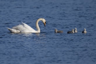 Mute swan with chicks (Cygnus olor), Bagges Dæmning, Ringkøbing Fjord, Denmark, Europe