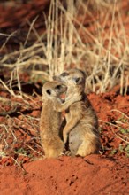 Meerkat (Suricata suricatta), adult with young, warming up in the morning sun, at the den, alert,