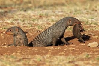 Zebra mongoose (Mungos mungo), adult with young, neck bite, mother carrying young, Kruger National